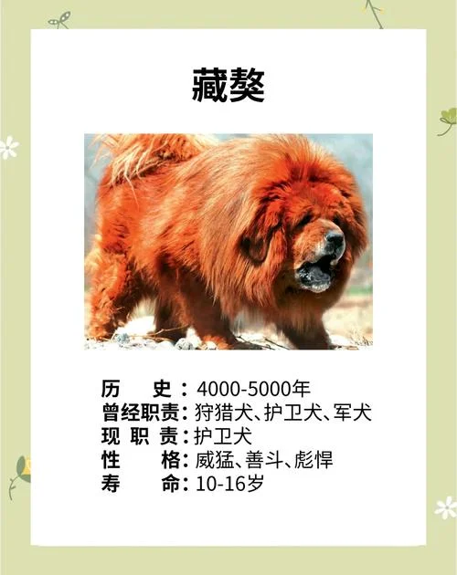 八忍犬分别叫什么名字-八忍犬名称全名