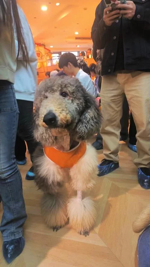斑点狗多少钱一个月_1