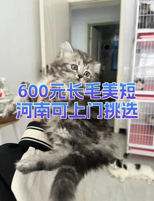 狮子猫多少钱_1