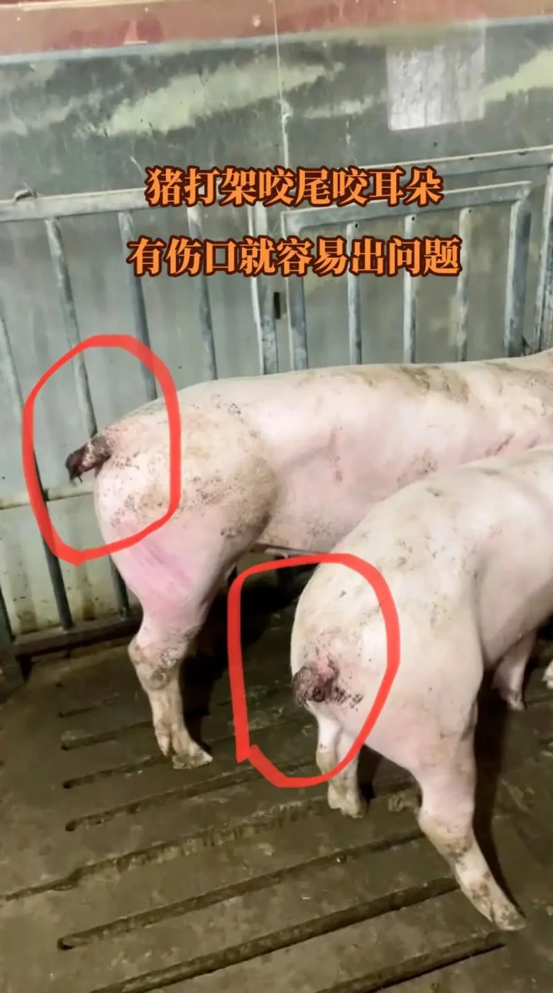梦见好多猪咬我_2