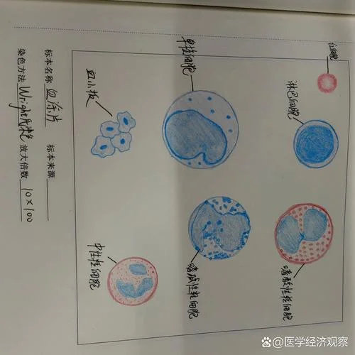 成熟红细胞怎么画-红细胞怎么画