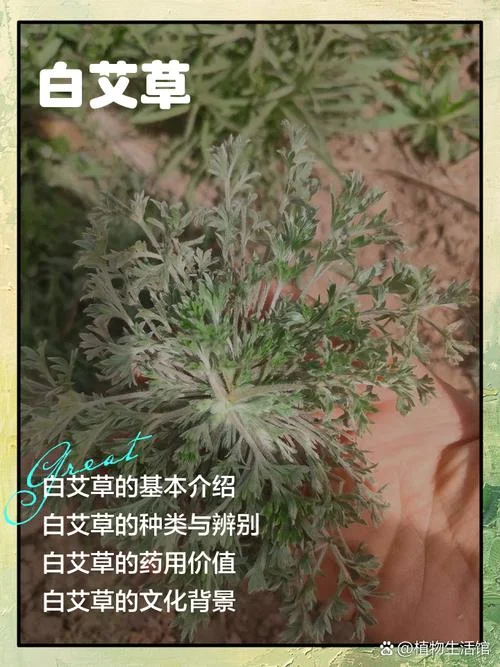 艾草的介绍-艾草简介