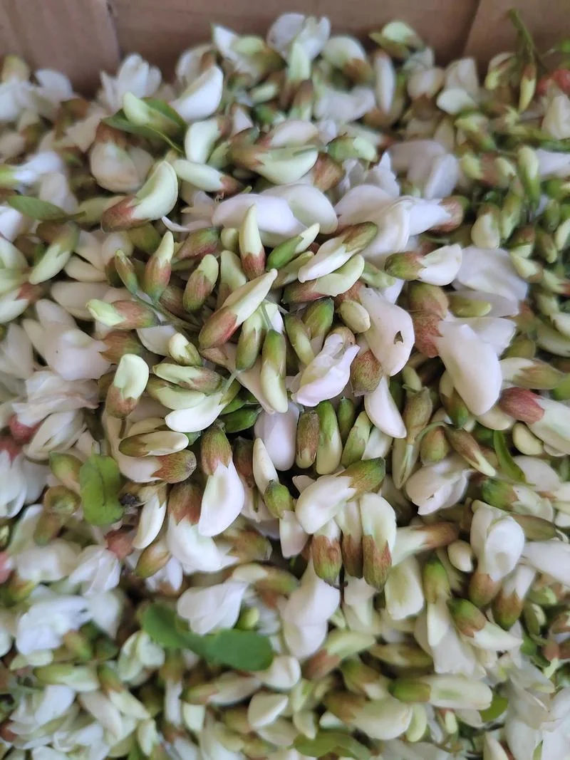梦见摘槐花是什么预兆_1