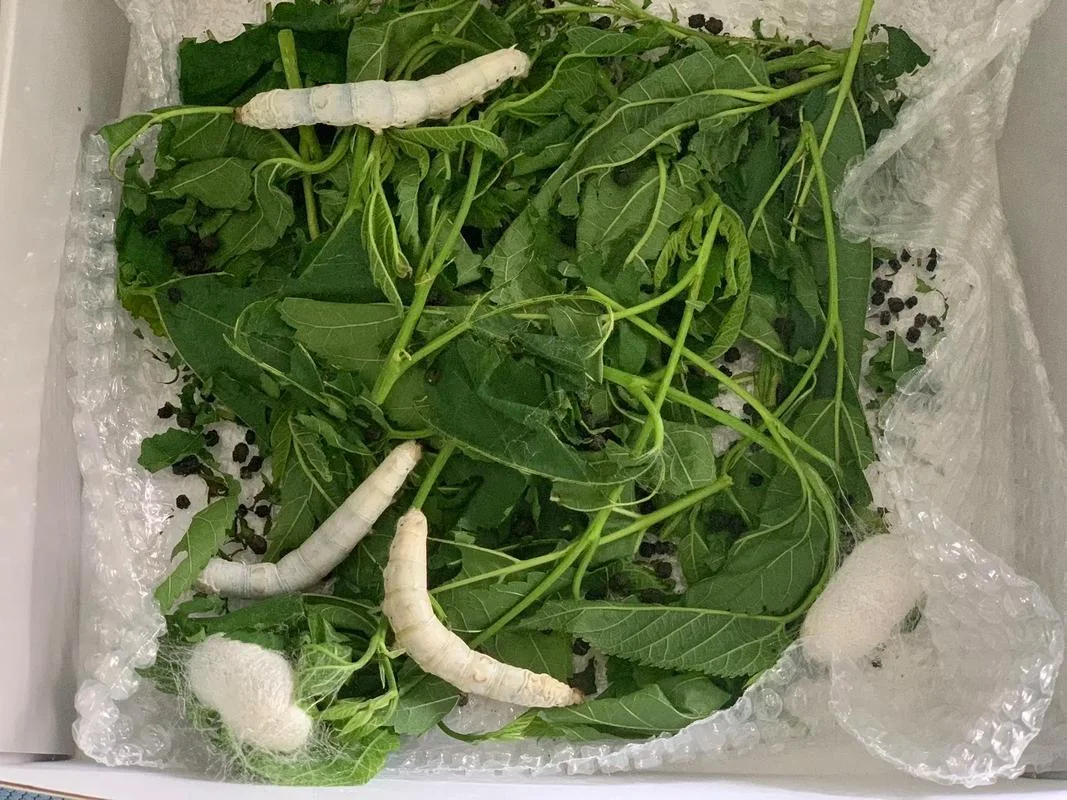 梦到很多蚕_1
