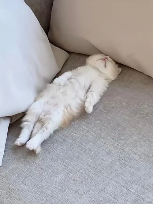 梦到小猫死了_1