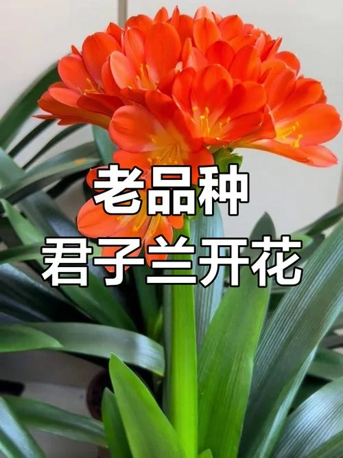 君子兰哪个品种好 都叫什么名-君子兰品种大全