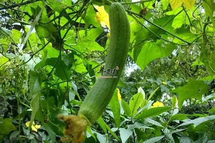 梦见好多丝瓜预示什么_2