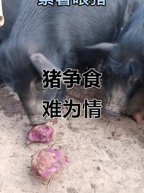 梦到猪吃猪-梦猪食猪
