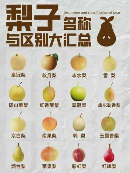 周公解梦大全梦见梨_1