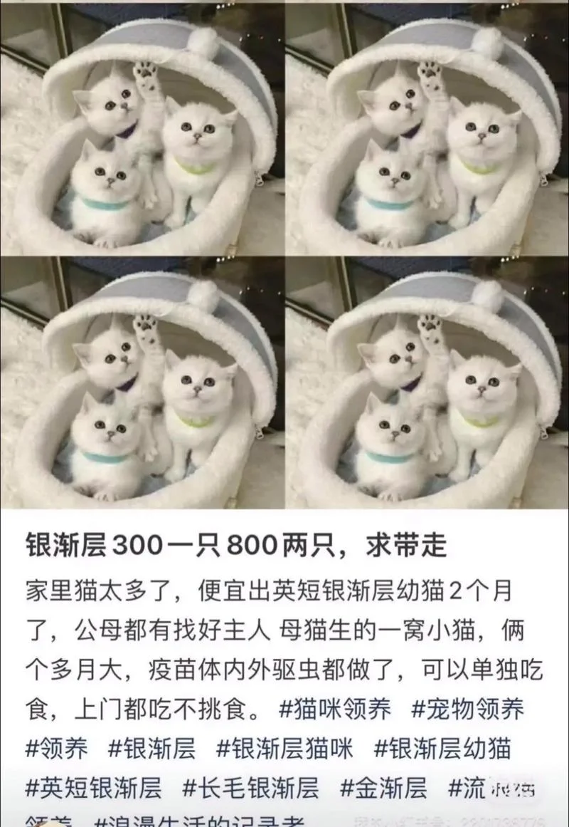 银渐层猫多少钱一只_1