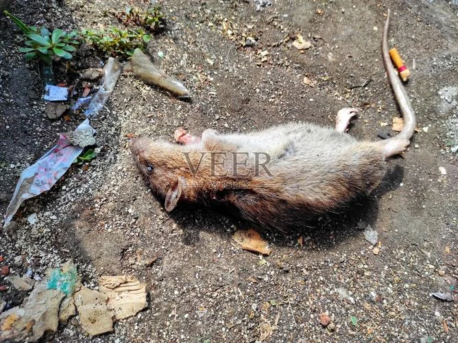 梦见打死活老鼠_1