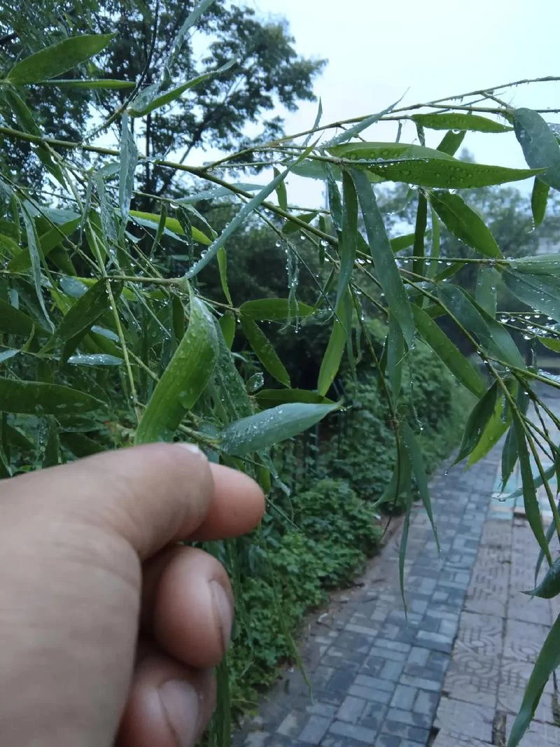 梦见夏下小雨-夏天下小雨梦