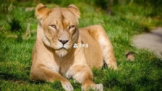 孕妇梦见狮子被撞死_1
