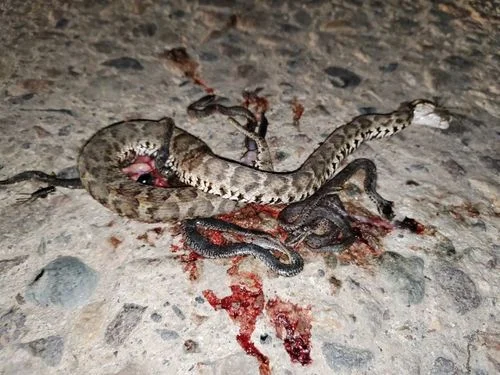 梦见与蛇搏斗打死蛇_1