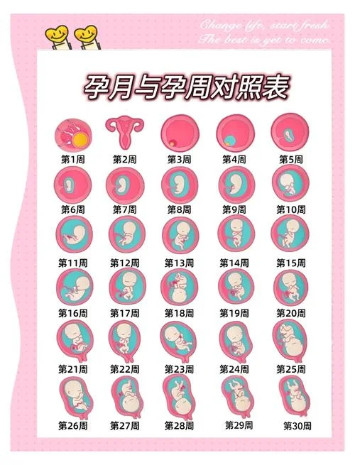 十一月怀孕预产期是几月_1