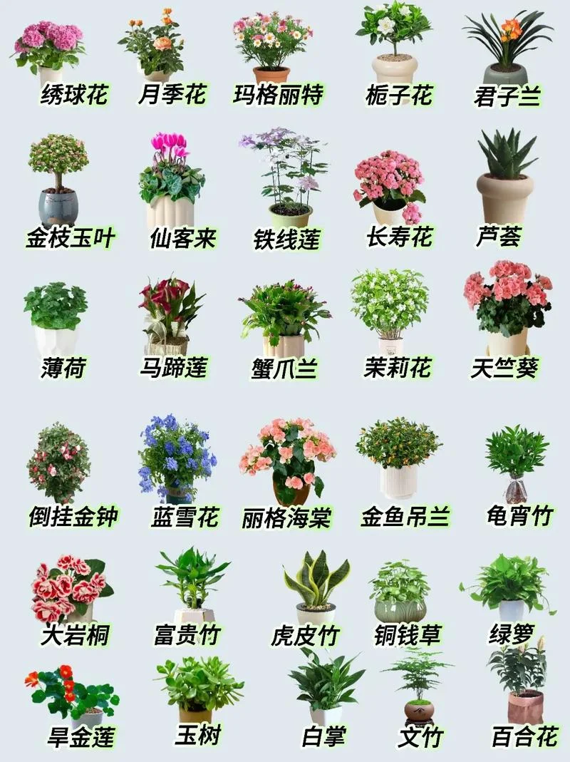 花卉是指什么意思呢-花卉指各类植物的统称
