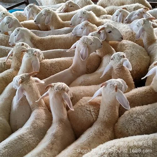 羊羔多少钱一只_1