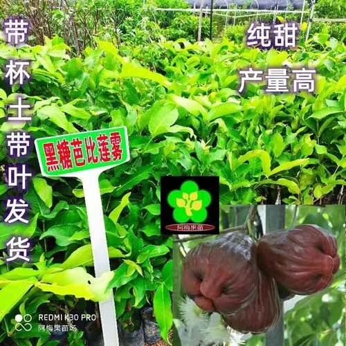 莲雾苗多少钱一棵_1