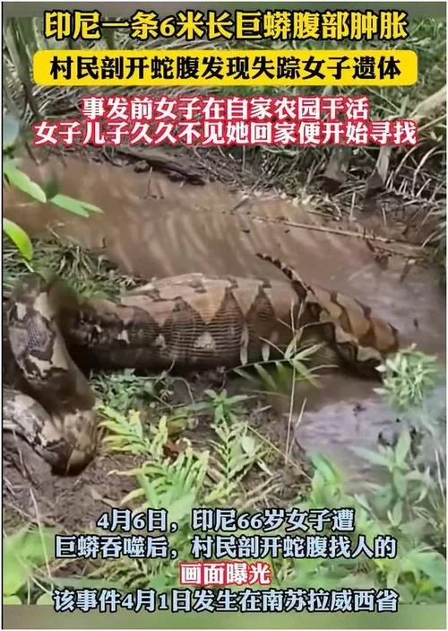 梦到巨蟒被杀_1