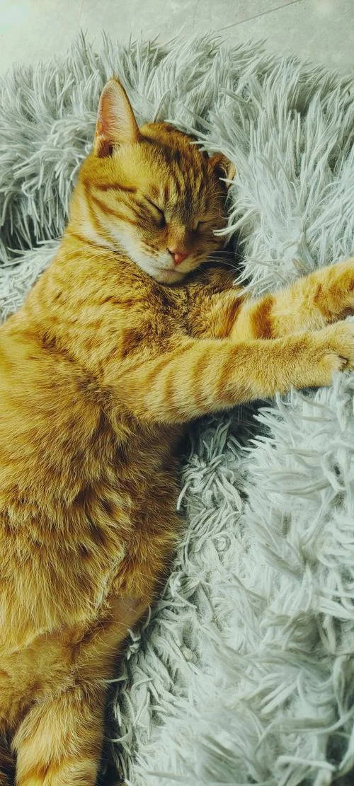 梦见可爱的橘猫_1
