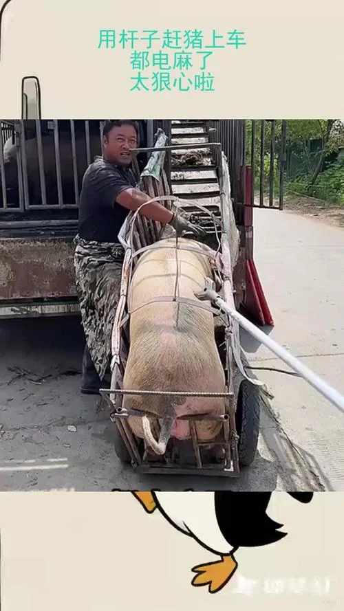 梦见赶猪_2