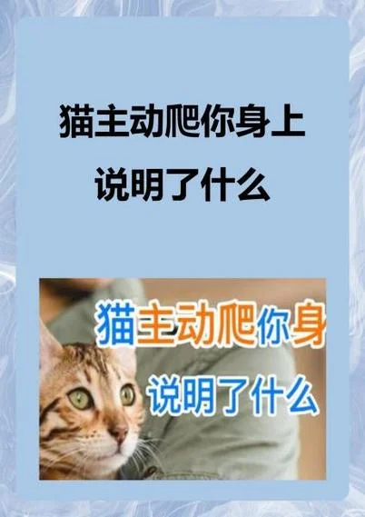 梦见猫打仗是什么意思_1
