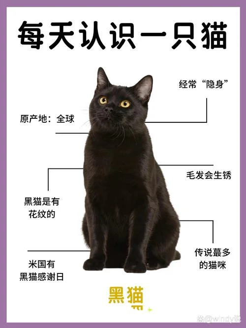 同时梦见黑狗和黑猫_1