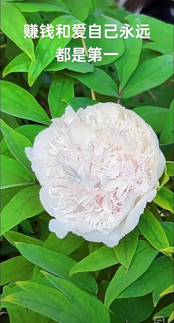 洛阳牡丹多少钱一盆_1