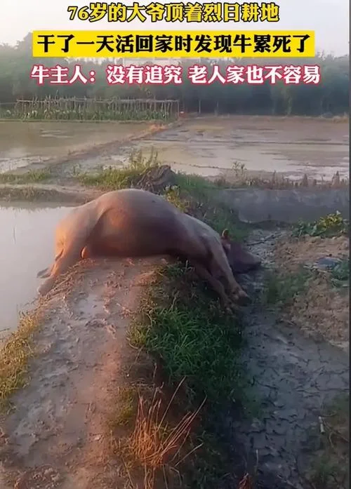 梦见牛是死的_2