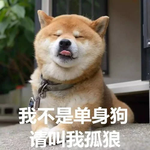 为什么我是单身狗-单身狗缘何如此