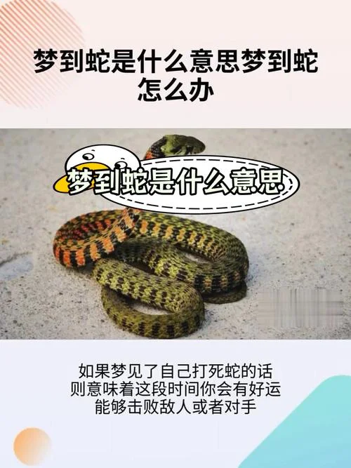 白天睡觉做梦梦见蛇_2
