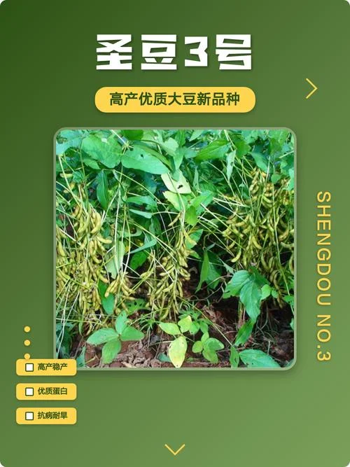 大豆被介绍_1