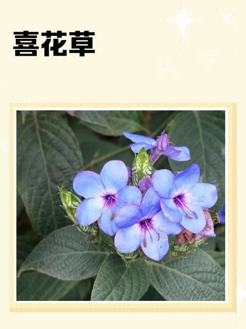 花喜是什么意思啊-花喜含义详解