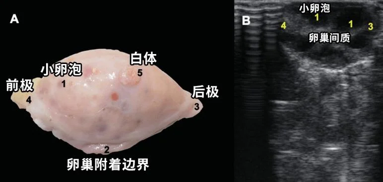 做b超看到卵泡是什么意思-卵泡发育情况解读