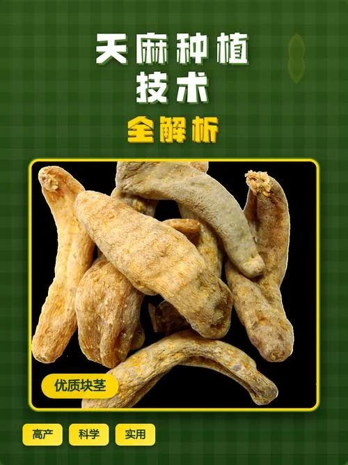 天麻种植几月份_1