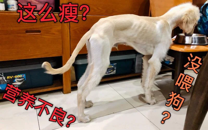 梦见狗不吃东西饿很瘦_2
