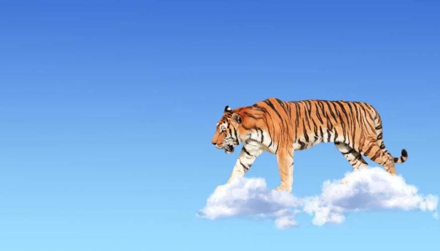 梦见黑猫周公解梦_1
