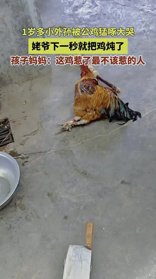 梦到鸡啄我是什么预兆_2