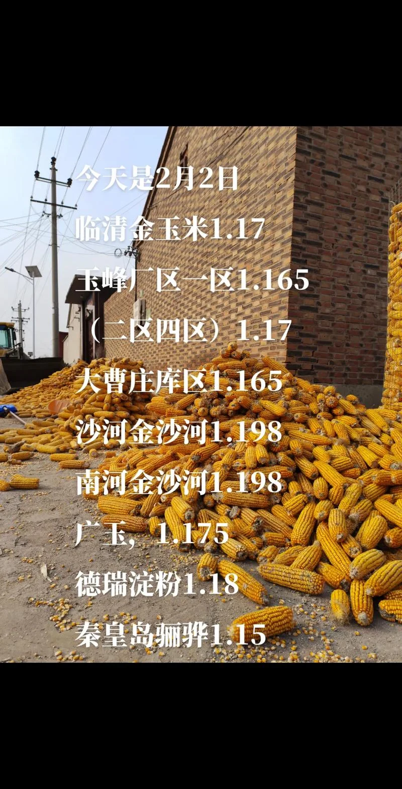 玉米今天价格是多少钱一斤_2