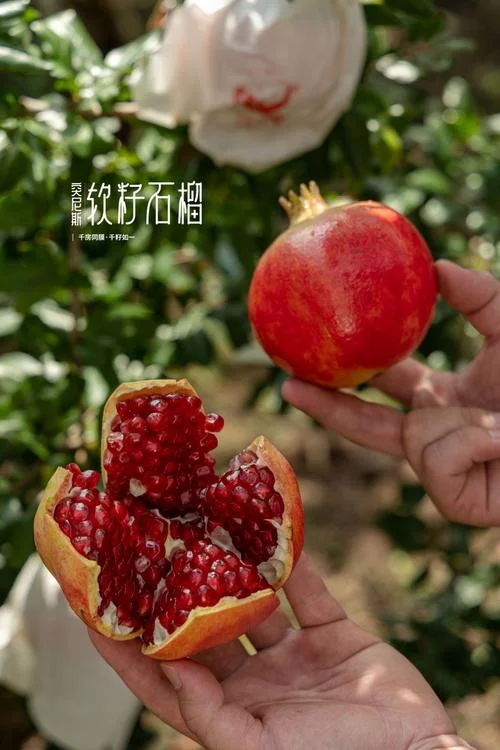 梦见别人摘石榴给自己_1