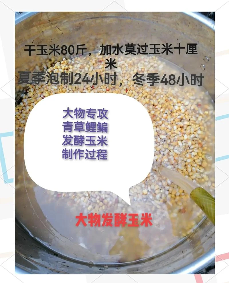 白条鱼饵怎么做_2
