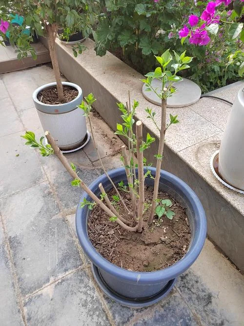丁香树苗多少钱一颗_1