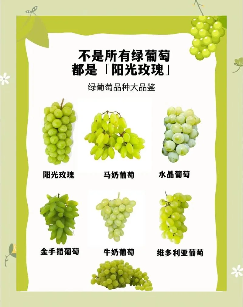 几月种葡萄-10 月栽种葡萄
