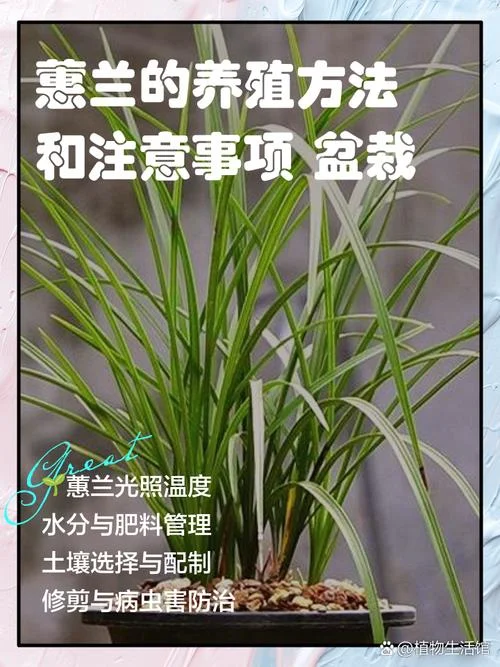 大花蕙兰几月份出花芽-大花蕙兰几月出花芽