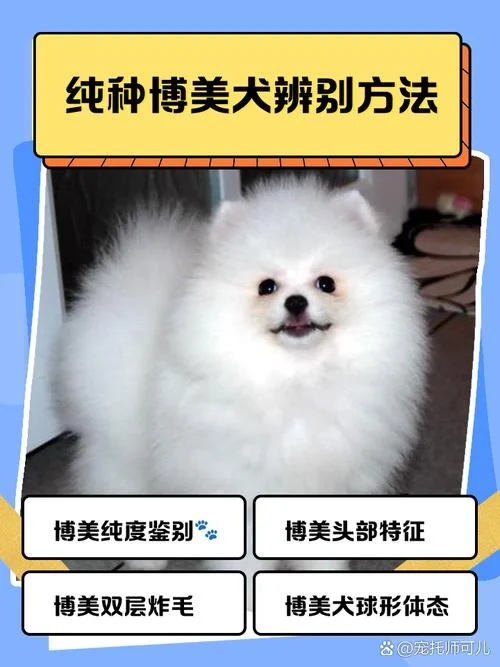 博美犬多大就不长个了_1