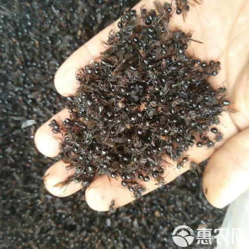 孕妇梦到好多黑蚂蚁_2