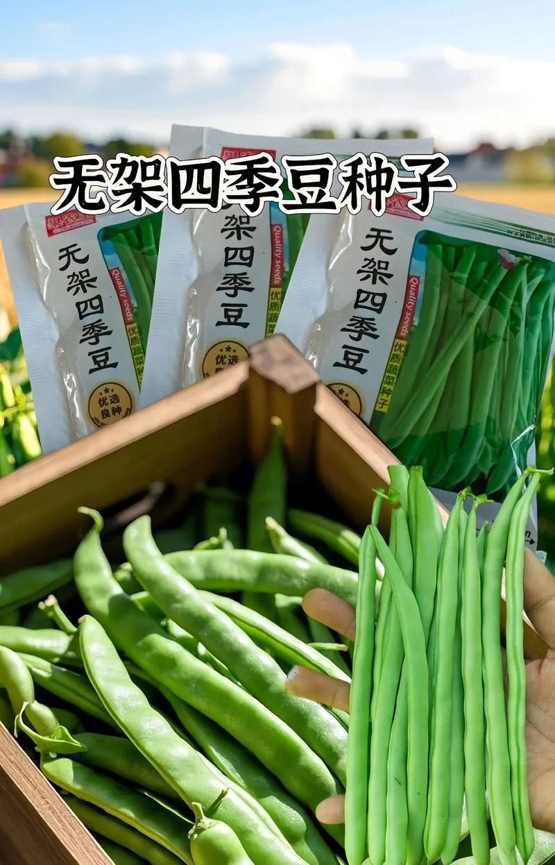 四季豆种子哪个品牌好-四季豆好种品牌推荐