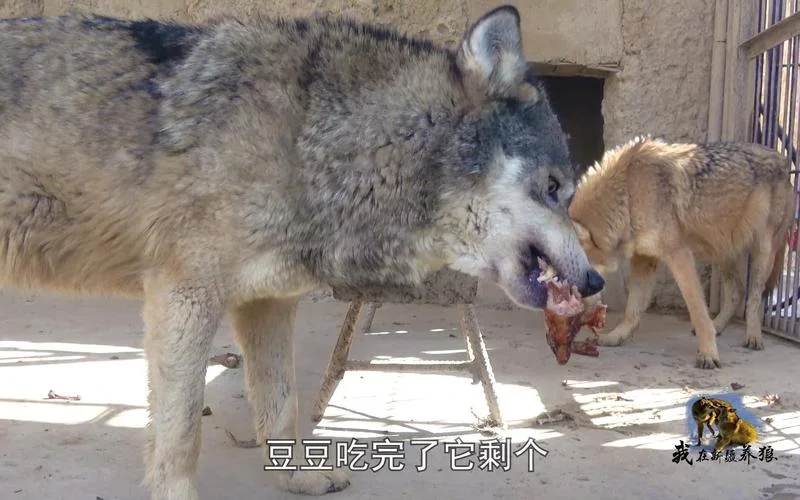 孕妇做梦梦到好多狼_1