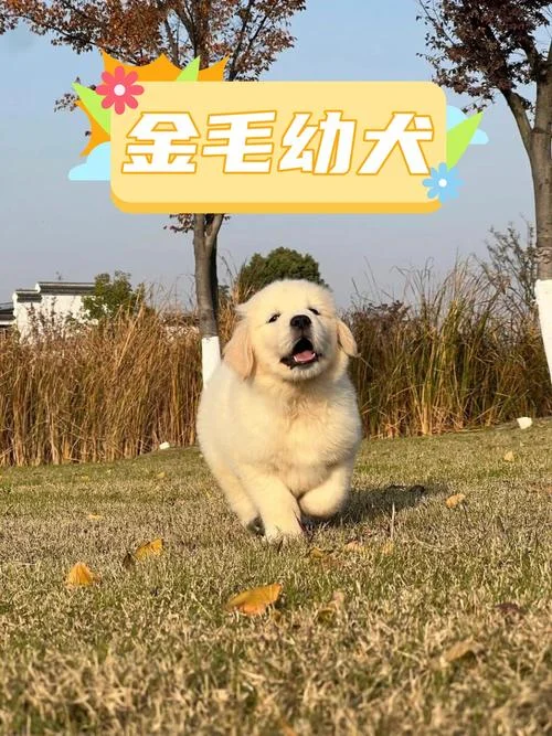 幼年金毛多少钱一只-金毛幼犬卖多少钱