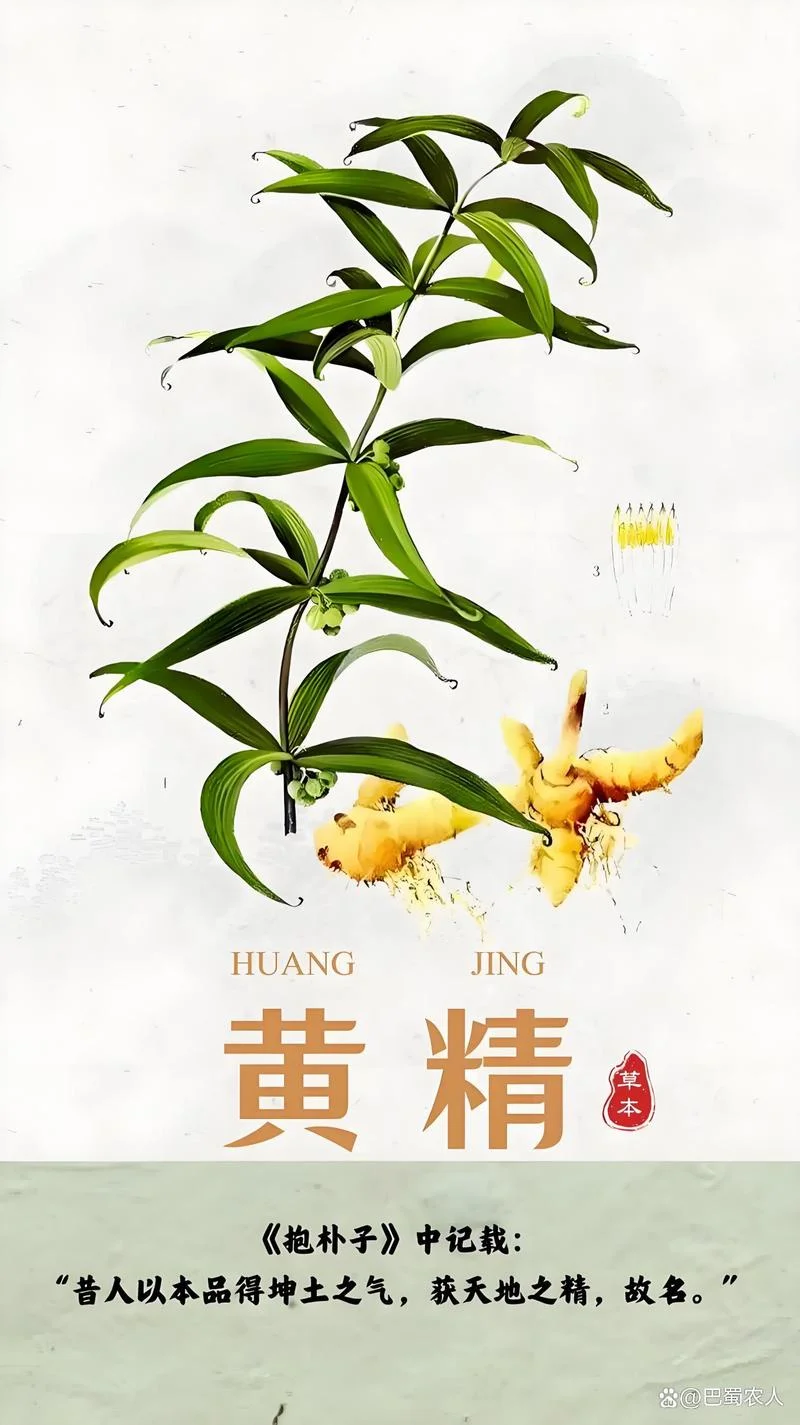 黄精种植5年亩产量多少-黄精 5 年亩产多少